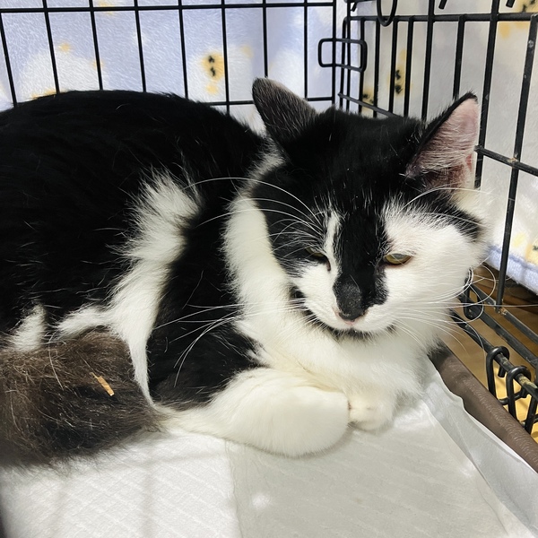 猫の譲渡会&相談会(2025年11月22日)