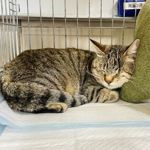 猫の譲渡会&相談会(2025年11月22日)