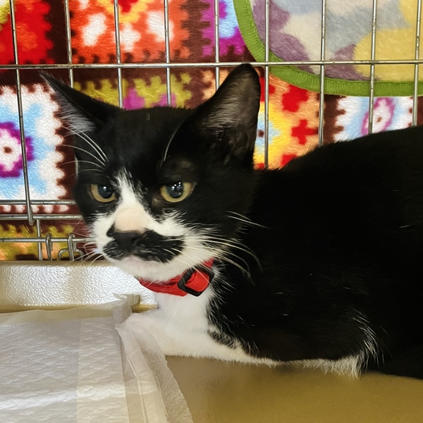 猫の譲渡会&相談会(2025年11月22日)