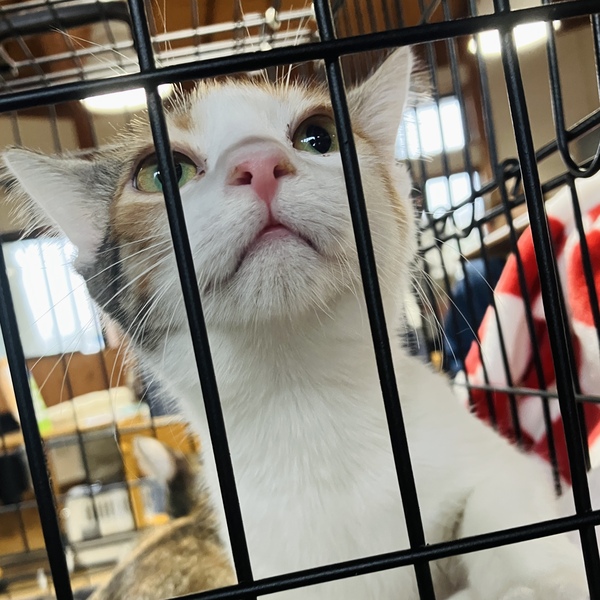 猫の譲渡会&相談会(2025年11月22日)