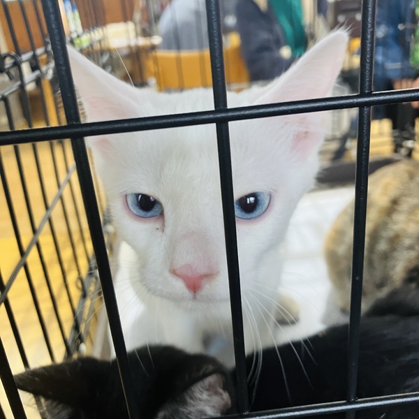 猫の譲渡会&相談会(2025年11月22日)
