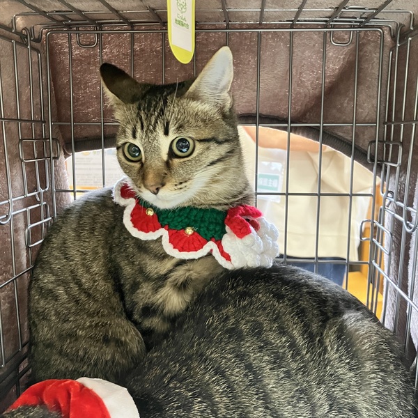 猫の譲渡会&相談会(2025年11月22日)