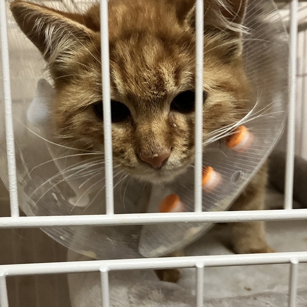 梅森町:迷子猫捜索お手伝い