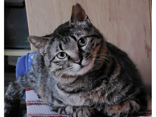 迷子のテトくん