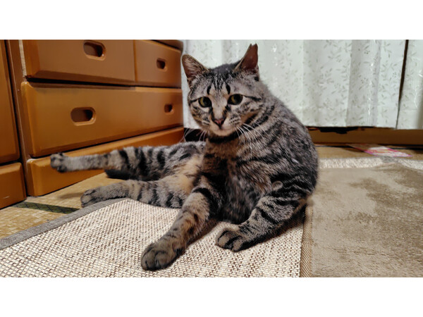 迷子のテトくん