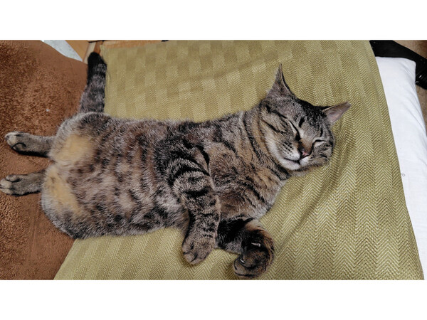 迷子のテトくん