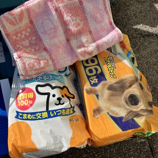 猫の譲渡会&相談会(2026年1月17日)