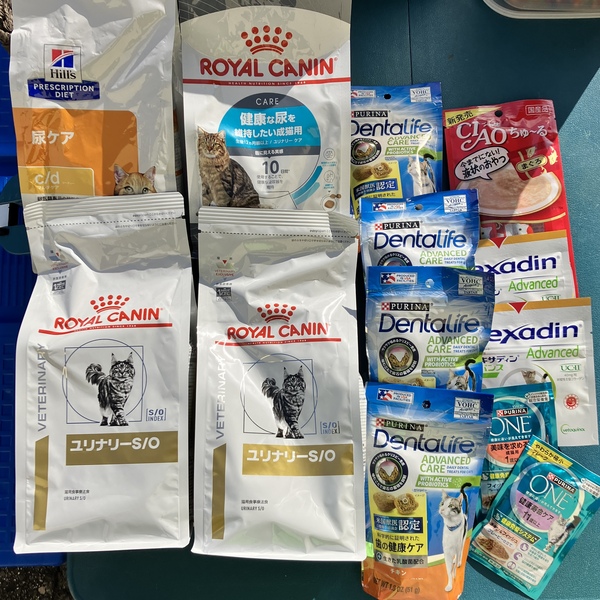 猫の譲渡会&相談会(2026年1月17日)