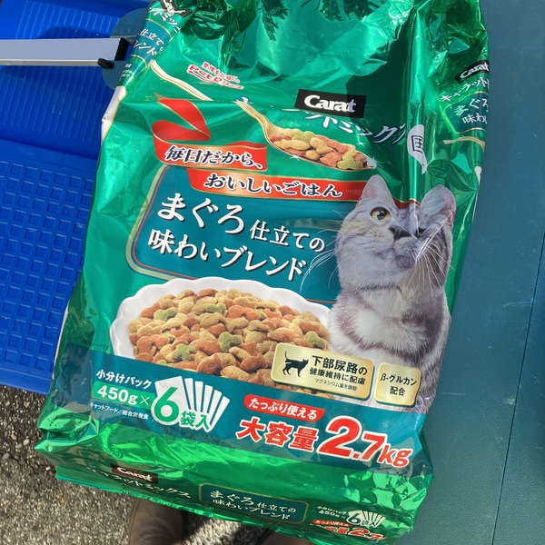 猫の譲渡会&相談会(2026年1月17日)