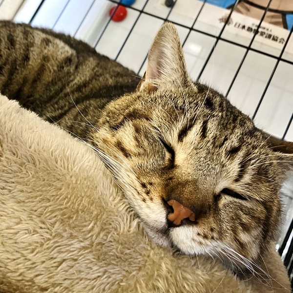 猫の譲渡会&相談会(2026年1月17日)
