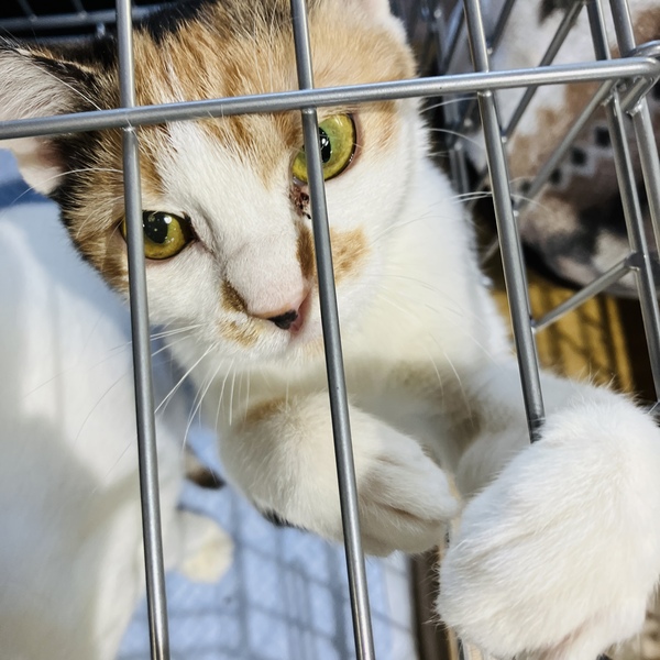 猫の譲渡会&相談会(2026年1月17日)