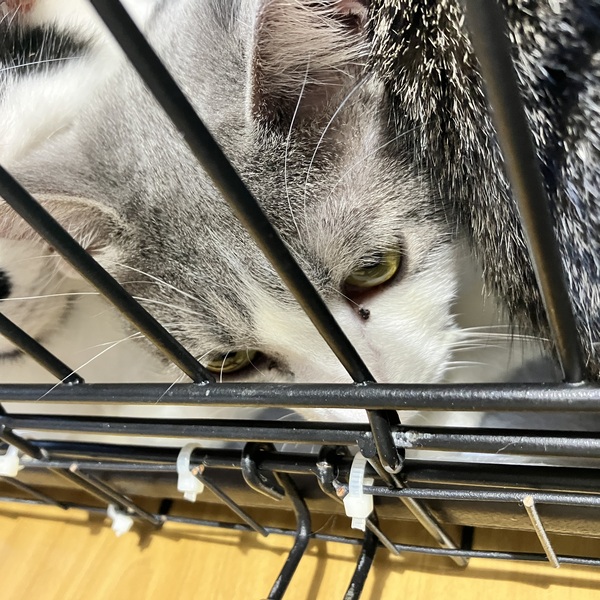 猫の譲渡会&相談会(2026年1月17日)