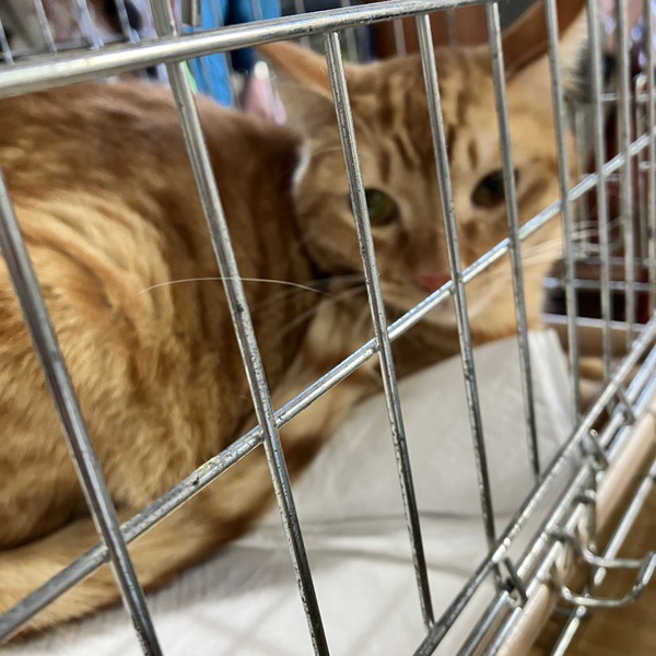 猫の譲渡会&相談会(2026年1月17日)