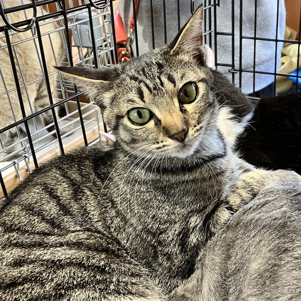 猫の譲渡会&相談会(2026年1月17日)