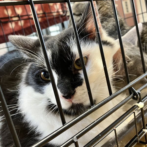 猫の譲渡会&相談会(2026年1月17日)