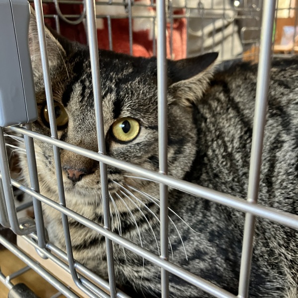 猫の譲渡会&相談会(2026年1月17日)