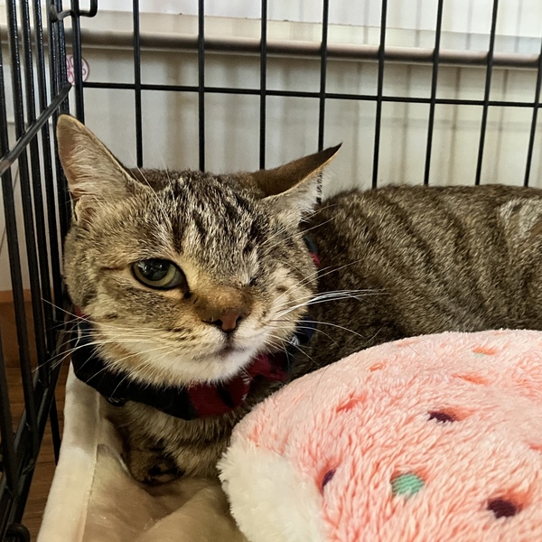 猫の譲渡会&相談会(2026年1月17日)