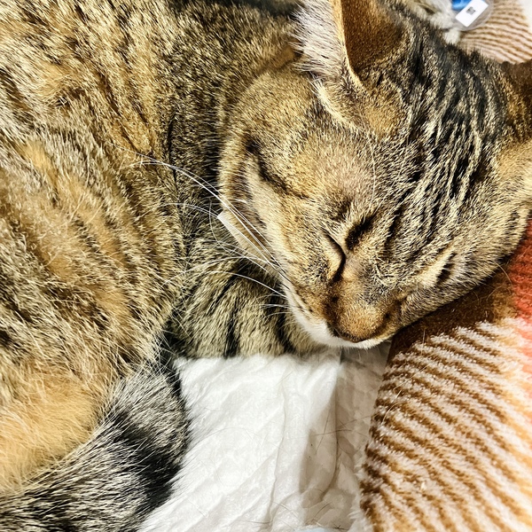 猫の譲渡会&相談会(2026年1月17日)