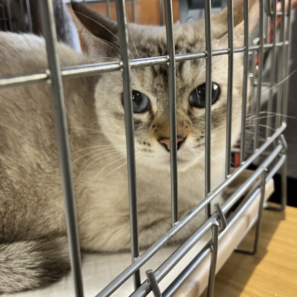 猫の譲渡会&相談会(2026年1月17日)