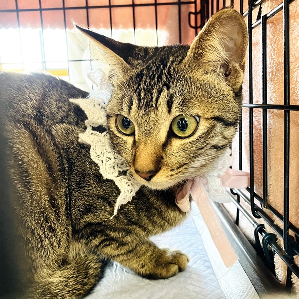 猫の譲渡会&相談会(2026年1月17日)