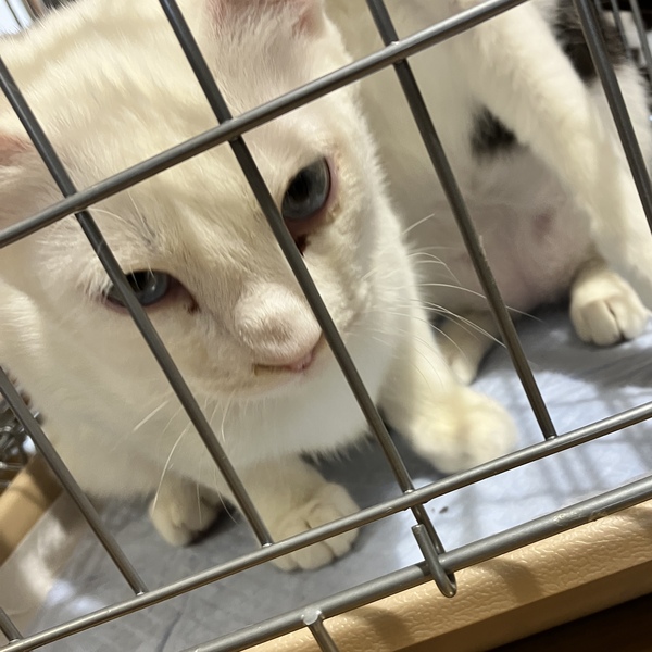 猫の譲渡会&相談会(2026年1月17日)