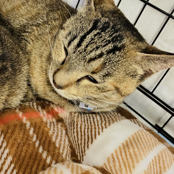 猫の譲渡会&相談会(2026年1月17日)