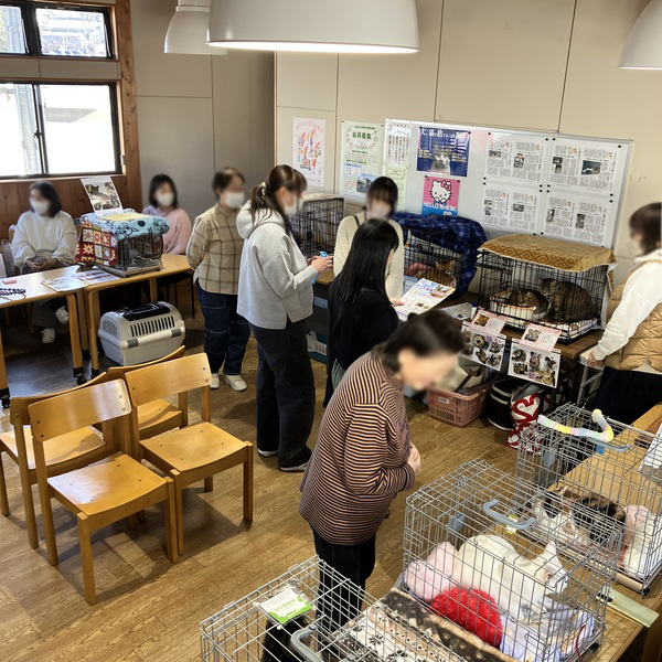 猫の譲渡会＆相談会（2026年2月21日）