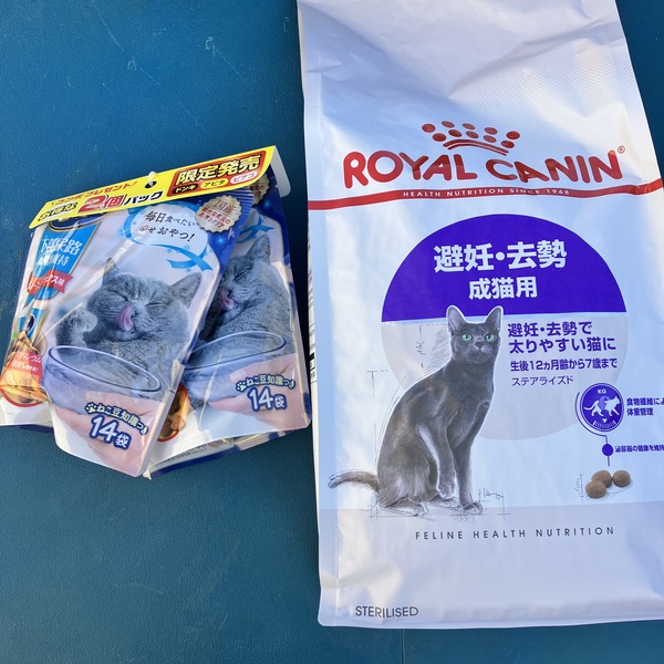 猫の譲渡会＆相談会（2026年2月21日）