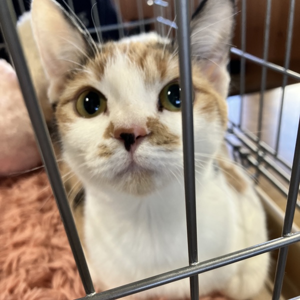 猫の譲渡会＆相談会（2026年2月21日）