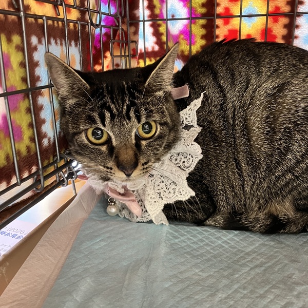 猫の譲渡会＆相談会（2026年2月21日）