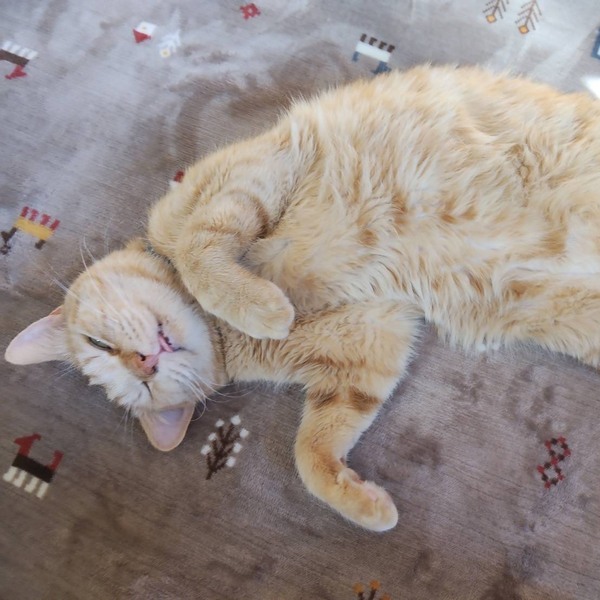 猫の譲渡会＆相談会（2026年2月21日）