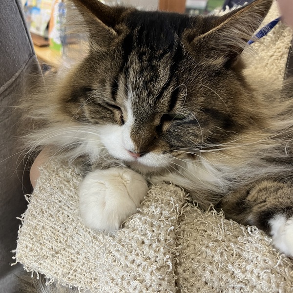 猫の譲渡会＆相談会（2026年2月21日）