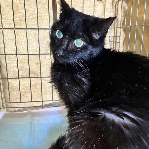 猫の譲渡会＆相談会（2026年2月21日）