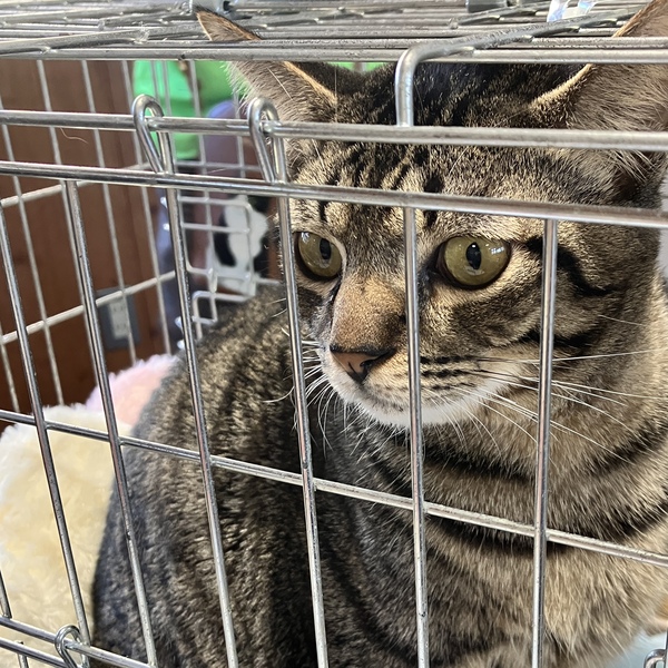 猫の譲渡会＆相談会（2026年2月21日）