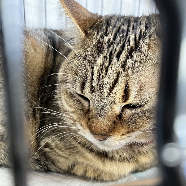 猫の譲渡会＆相談会（2026年2月21日）