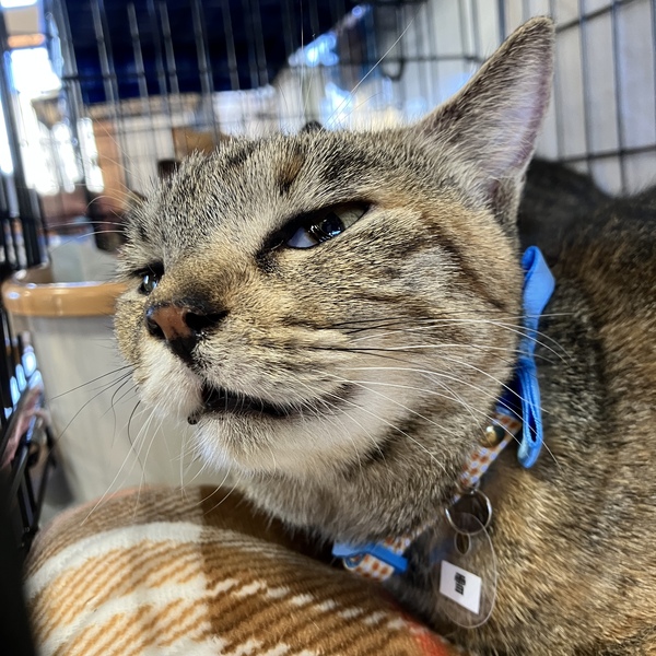 猫の譲渡会＆相談会（2026年2月21日）