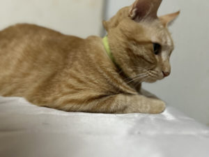 迷子のみたらしくん