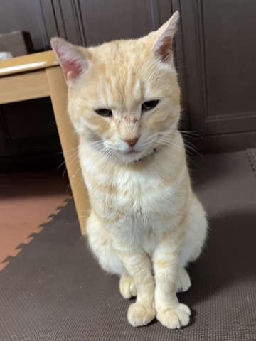 迷子のだん吉くん