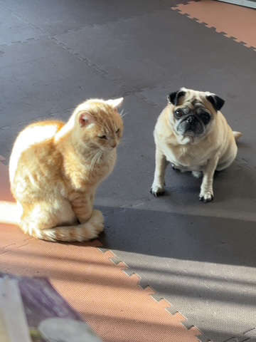 迷子のだん吉くん