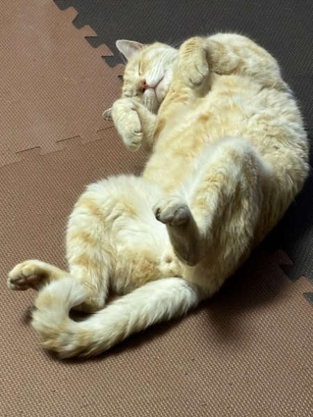 迷子のだん吉くん